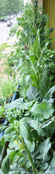 Foto van groente op het balkon