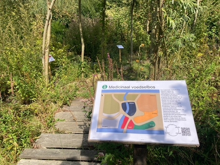 Medicinaal Voedselbosje in het voorjaar 2025