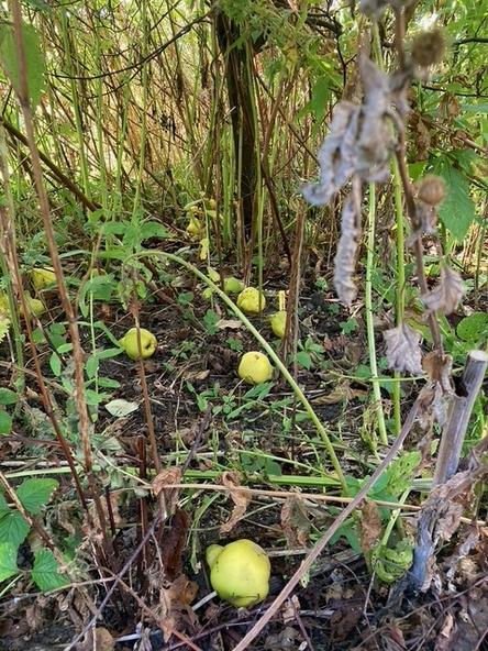 Medicinaal Voedselbosje in het voorjaar 2025