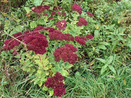 Medicinaal Voedselbosje in het voorjaar 2025