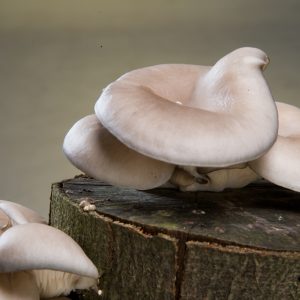 Paddenstoelen op een stammetje