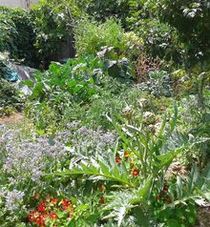 food forest