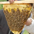 Een raad vol honing en bijen