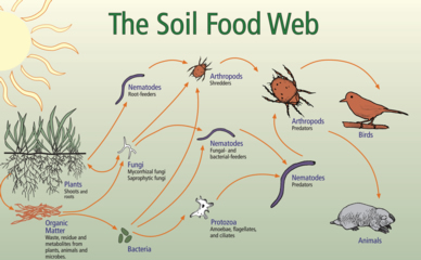 Soil