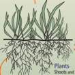 Soil Food Web