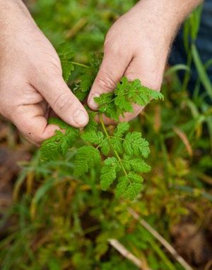 Op zoek naar wilde eetbare planten