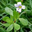 Water hyssop