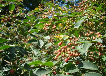 chechuanpepper 1 345