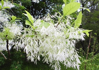 sneeuwvlokkenboom t. 345