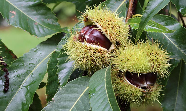 Edible chestnut fruits on the chestnut tree in the autumn