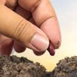 Agriculture and New life starting concept. Farmer hand seed planting with seed germination sequence over sunset background