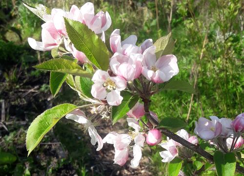 Appelbloesem